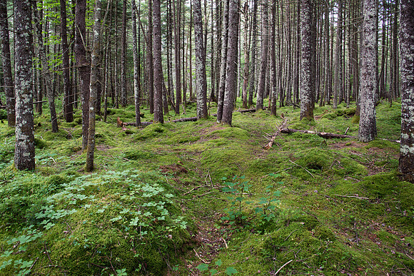 Forrest Floor to Helldiver