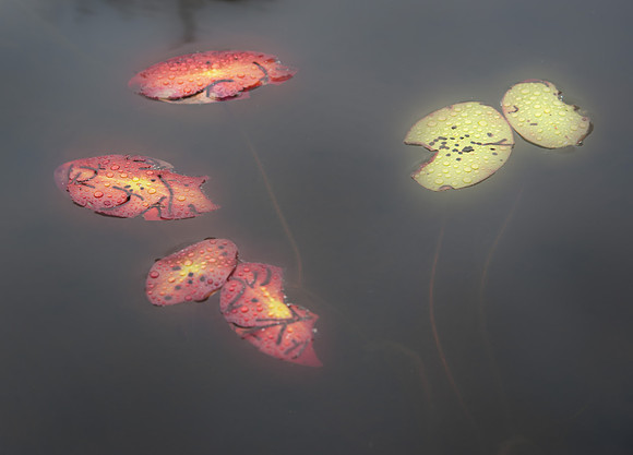 Stony Pond Abstract2