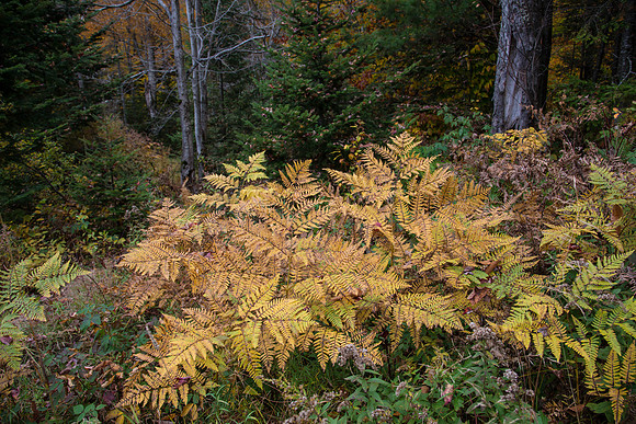 Stony Pond001