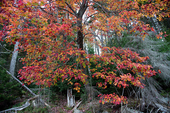 Stony Pond032