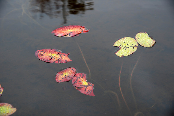 Stony Pond033