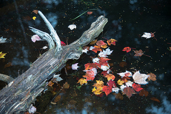 Stony Pond045