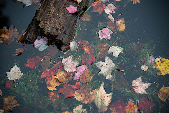 Stony Pond046