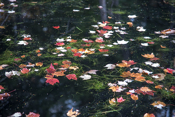 Stony Pond047