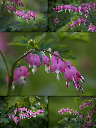 May 11 bleeding hearts