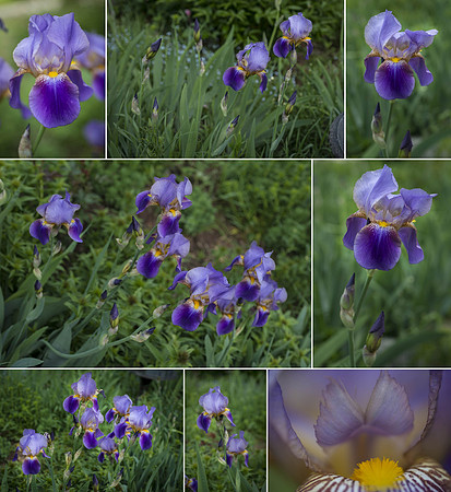 Iris