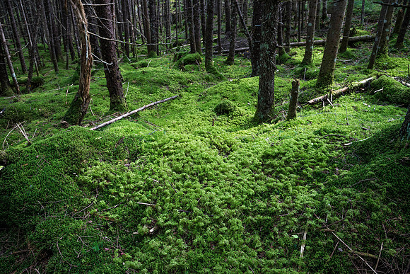 Forest Floor Cold River Leanto #3