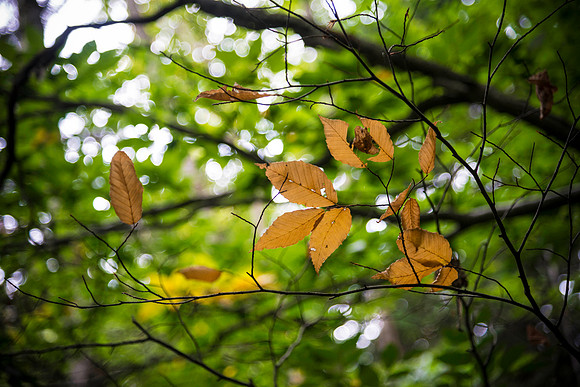 Leaves
