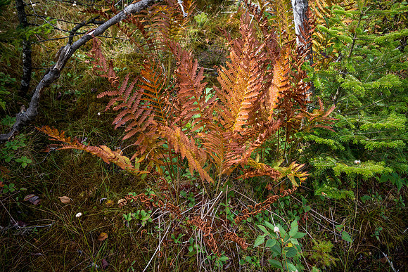 Ferns