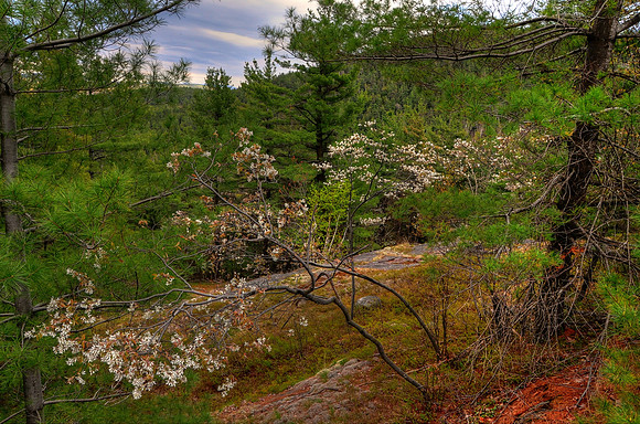 Spring2