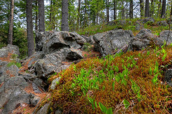 Spring at Rock Pond