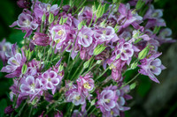 Columbine03