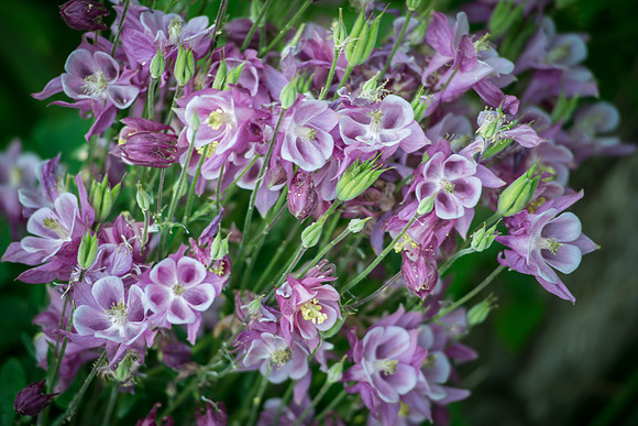 Columbine03