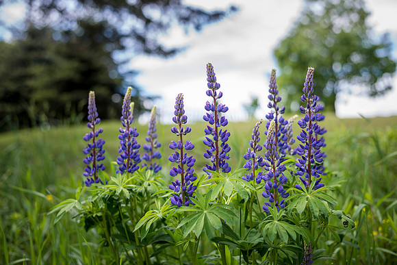 Spring Flowers