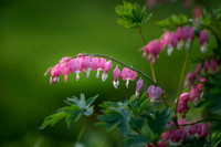 Bleeding Hearts