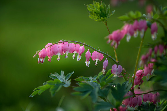 Bleeding Hearts