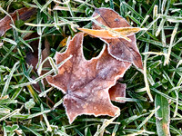 Frosty Leaf