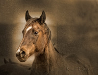 A Horse Named Love
