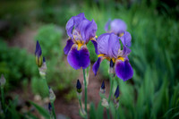Iris