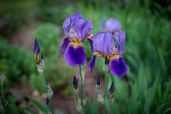 Iris