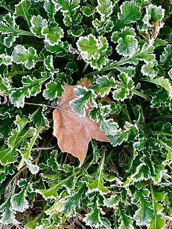 Frosty Leaves