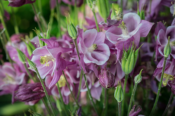 Columbine04