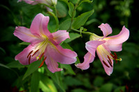 Lilies