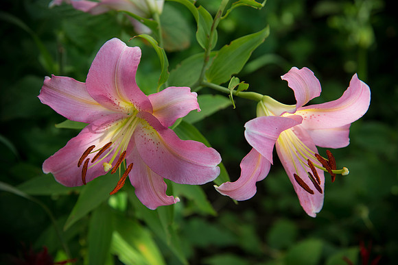 Lilies