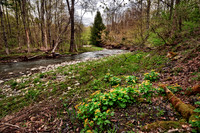 Spring on Ransom Creek