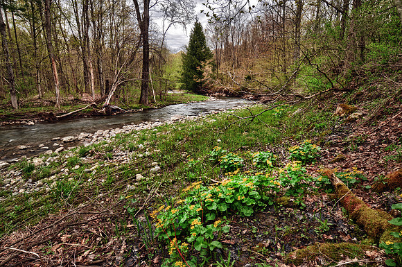 Spring on Ransom Creek