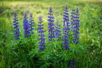 Spring Flowers 2