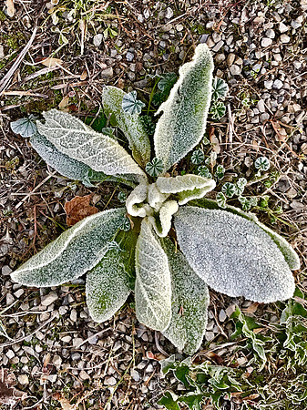Frosty Plant