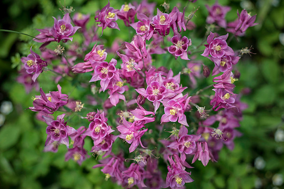 Columbine